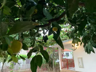 a lemon tree with green leaves in front of a house at Utjeha house Ana in Utjeha