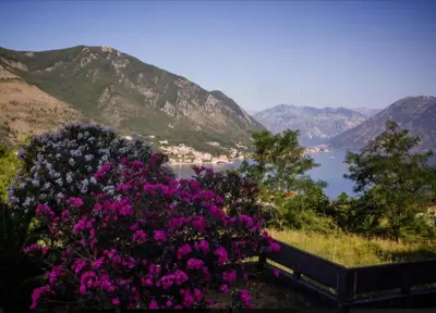 a bunch of pink flowers with mountains in the background at Holiday 1 in Dobrota