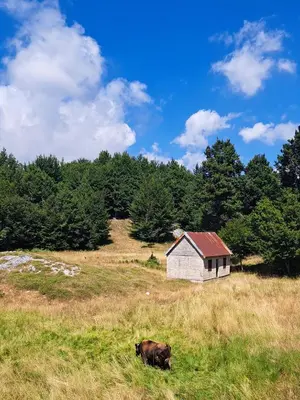 a cow laying in a field next to a shed at VD Forest villa in Cetinje