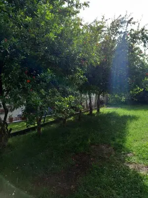 a group of trees in a grassy yard at Relax Hostel Bar in Podgorica