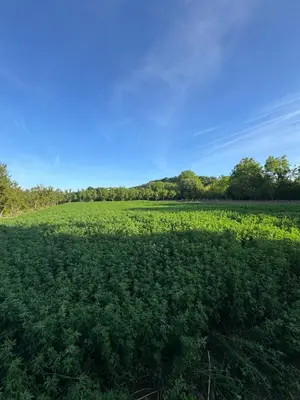 a large green field with trees in the background at Lukic Guest house in Ulcinj