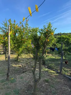 an orange tree in an apple orchard at Lukic Guest house in Ulcinj