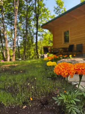a garden with orange flowers in front of a house at Brvnara Toma in Cetinje
