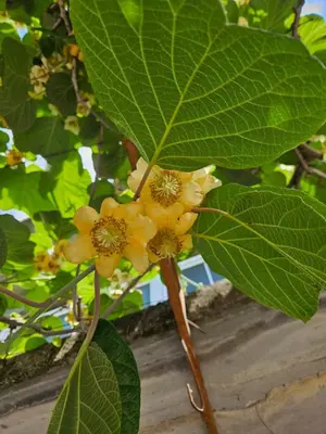 a yellow flower on a tree with green leaves at Villa Linna in Budva