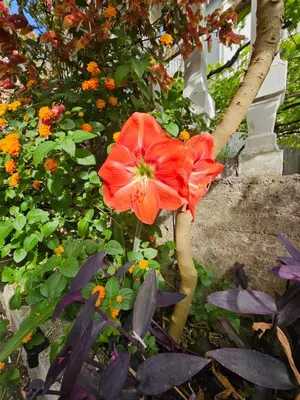 a red flower is growing in a garden at Villa Linna in Budva