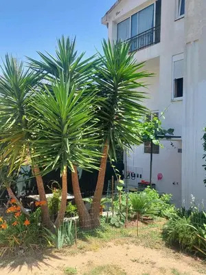 two palm trees in front of a building at Goran in Budva