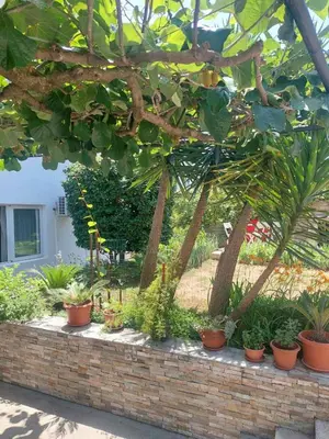 a row of potted plants on a brick wall at Goran in Budva
