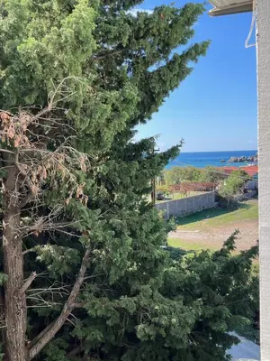 a pine tree with the ocean in the background at Apartmani Aleksandar Rudinac Čanj in Čanj