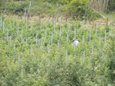 a man walking in a field with rows of poles at Guesthouse Feel Lake in Virpazar