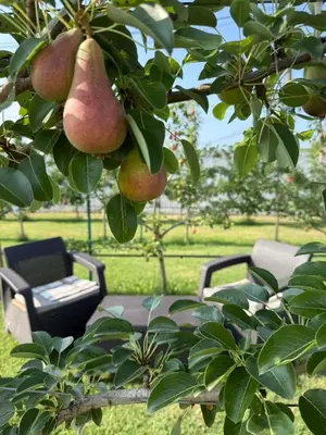 a tree with pomegranates hanging from a tree at Cloud 9 Apartment in Lajkovići