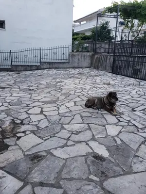a brown dog laying on a stone patio at Отдых с комфортом и близко к морю in Bar, Susanj