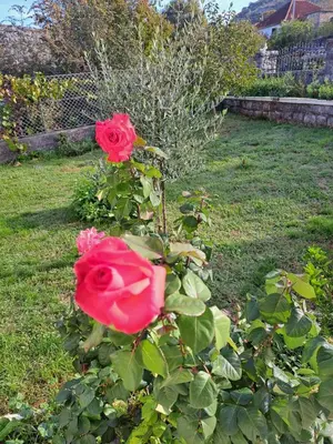 two red roses on a bush in a yard at Eco-Apartment Ostros Skutarisee