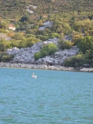 a seagull swimming in a large body of water at Eco-Apartment Ostros Skutarisee