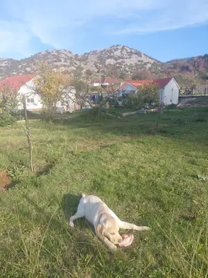 a dog laying in the grass in a field at Eco-Apartment Ostros Skutarisee