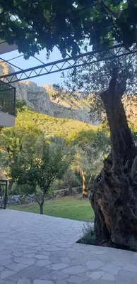 a tree sitting on the side of a walk way at Forest Nest Bartula in Bar