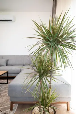 a living room with a blue couch and two palm trees at AndArt Heaven in Ulcinj