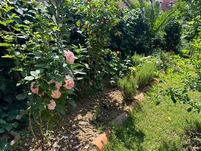 a garden with pink roses and other plants at Holiday Home Vesna in Budva