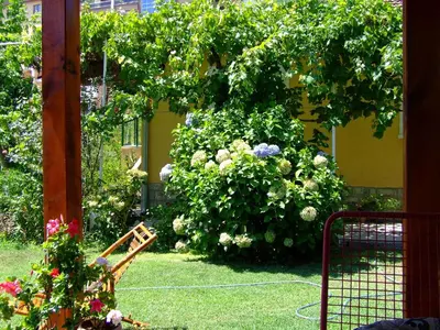 a garden with a large bush of flowers at Holiday Home Vesna in Budva