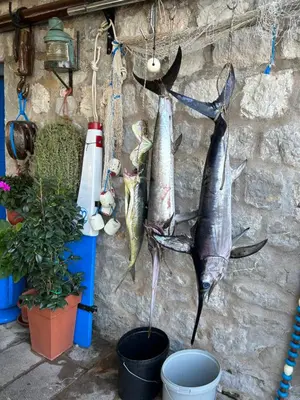 a bunch of fish hanging on a wall at Studio Sea View Steps to Przno beach w Parking Villa Olive in Pržno