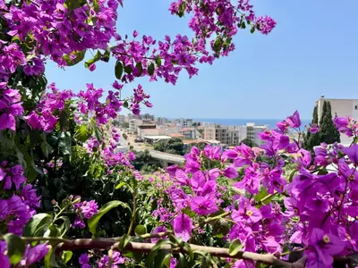 a bunch of purple flowers with a city in the background at Dobra Voda Cozy Sea View in Dobra Voda