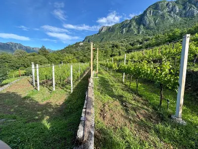 a row of vines in a field with mountains in the background at Mlatkovina in Gluhi Do