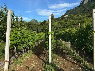 a vineyard with a bunch of vines at Mlatkovina in Gluhi Do