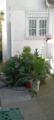 a group of plants sitting in front of a building at Nice summer apartment near sea in Budva