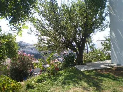 a tree on a hill with a view of a city at Apartment Vuk i Novak in Ulcinj