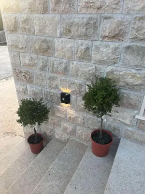 two plants in pots in front of a stone wall at Villa Maluso in Budva
