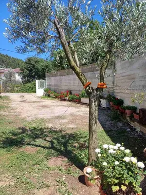 a tree in a yard with flowers in a yard at Apartments Ivana in Ulcinj