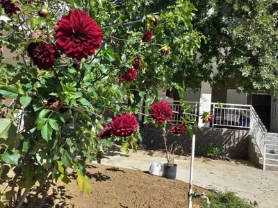 a tree with red flowers in a yard at Apartmani Sutomore welcome in Sutomore