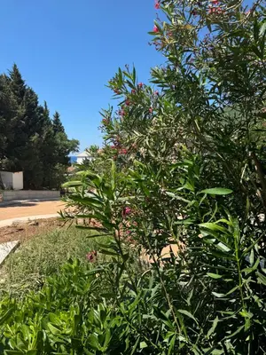 a bush with pink flowers on the side of a road at Apartman Luka5 in Petrovac na Moru