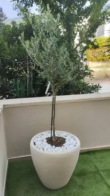 a small tree in a white pot on the grass at Studio Apartman Stefana in Kravlja
