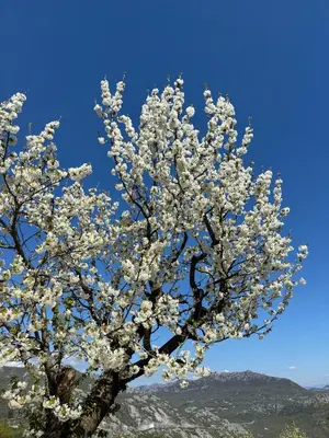 a tree with white flowers on it with a blue sky at Deaf Valley Apartment 2 in Reljići