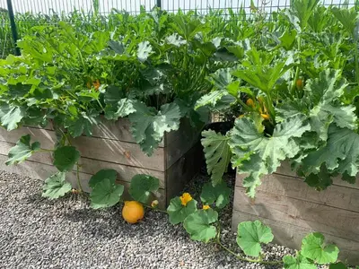 a garden with lots of green plants and oranges at Andrej home in Šušunja