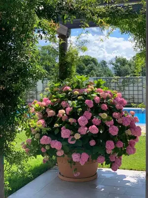 a large pot of pink flowers in a garden at Andrej home in Šušunja