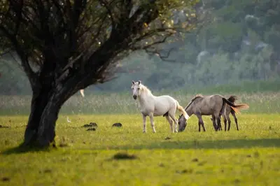two horses grazing in a field next to a tree at Andrej home in Šušunja