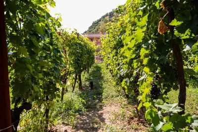 a path through a vineyard with green vines at Apartment Sjekloca in Virpazar
