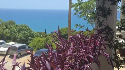 a purple plant on the side of a building at BETA Hause in Ulcinj