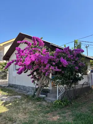 two trees with purple flowers in front of a house at Bloom Home Bar in Bar