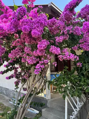 a tree with purple flowers in front of a house at Bloom Home Bar in Bar