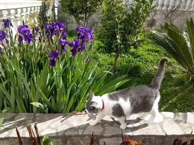 a gray and white cat standing on a wall with purple flowers at Apartment Barski in Bar