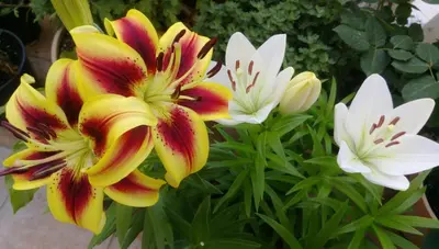 a group of colorful flowers in a garden at Apartment Barski in Bar