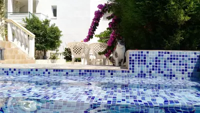 a cat sitting next to a blue tile pool at Apartment Barski in Bar