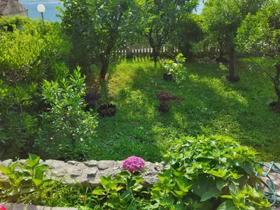 a garden with flowers and trees in a yard at Glorious in Kotor