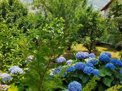 a garden filled with blue flowers and trees at Glorious in Kotor