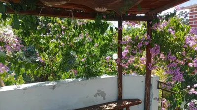 a pergola with a bunch of purple flowers at Villa DUDA rooms in Velika Plaža