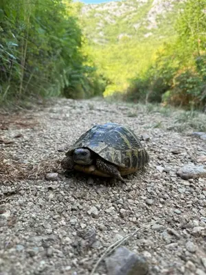 a turtle walking down a rocky road at ORAHOVSTICA TRAIL - Glamping in Dupilo
