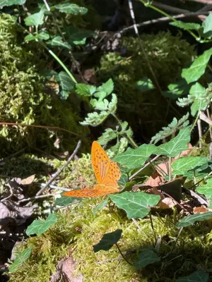an orange butterfly sitting on a green plant at ORAHOVSTICA TRAIL - Glamping in Dupilo