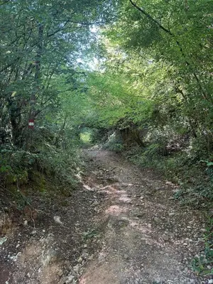 a dirt road in a forest with trees at ORAHOVSTICA TRAIL - Glamping in Dupilo